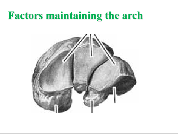 factors maintaing the arch.png