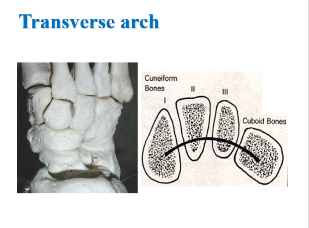 transverse arch.png