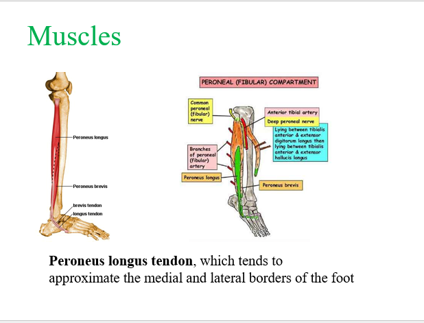 muscles.png