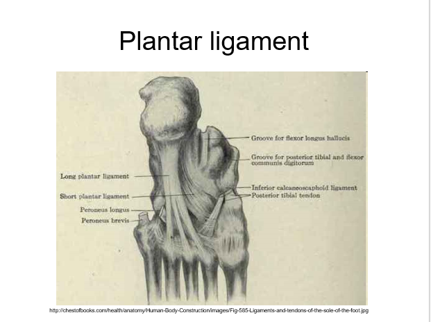 plantar ligament 2.png