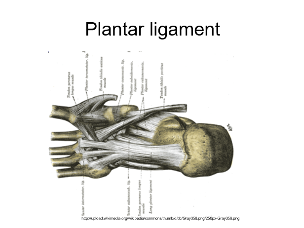 plantar ligament.png