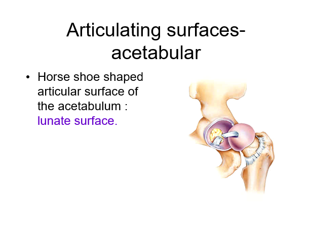 articulating surface - acetabular.png
