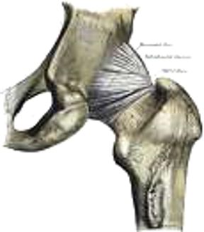 zona orbicularis .png