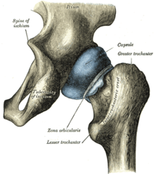 zona orbicularis2.png