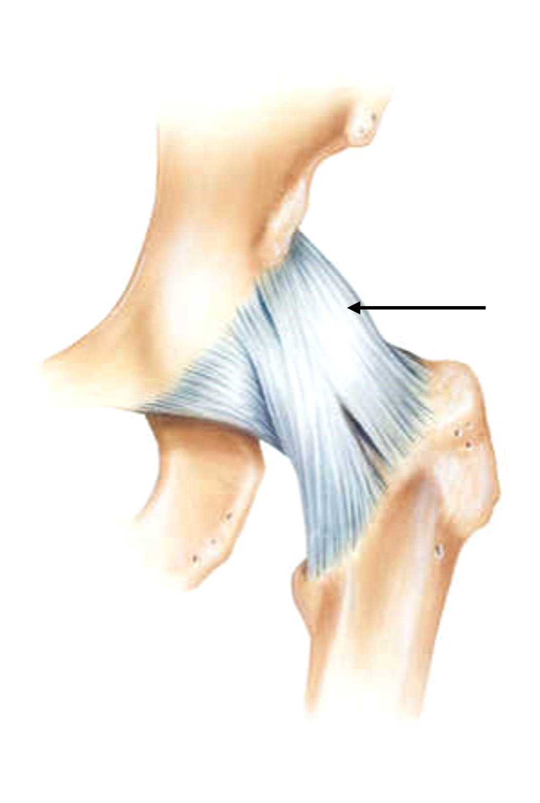 lliofemoral ligament.png
