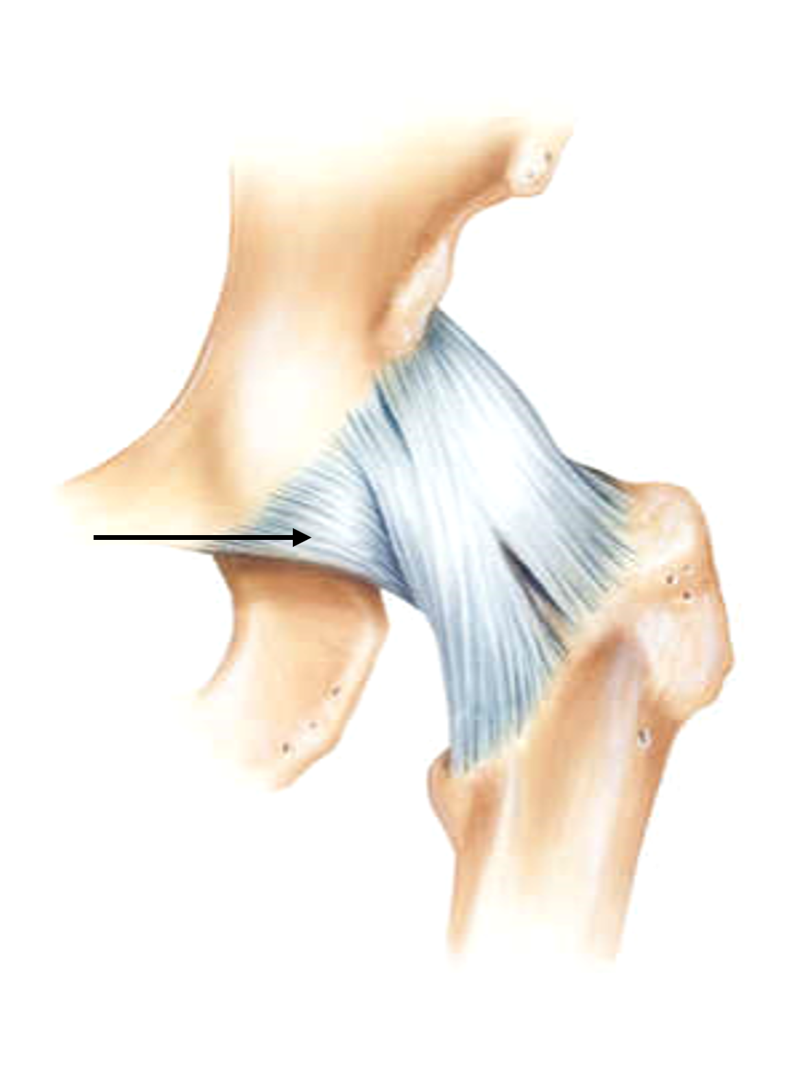 pubo femoral ligament.png