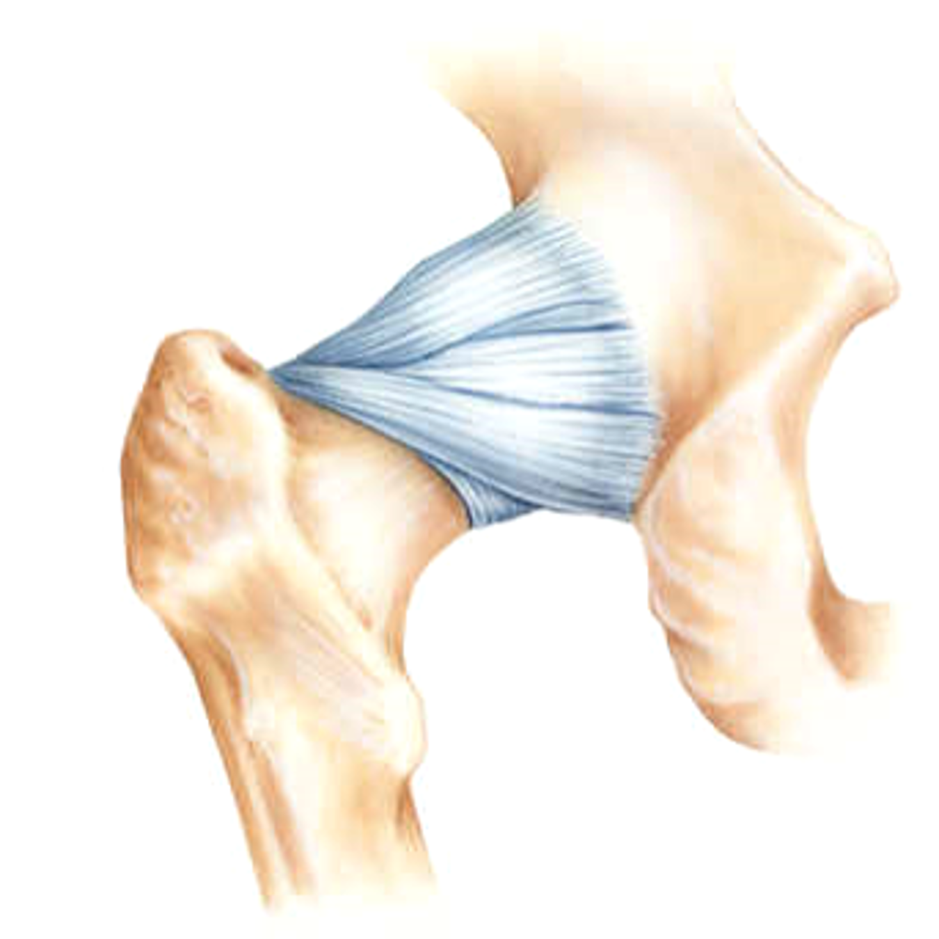ischio femoral ligament.png