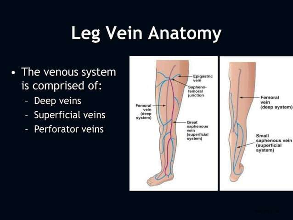 leg vein anatomy.png
