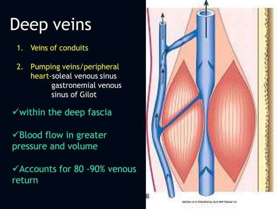 deep veins.png