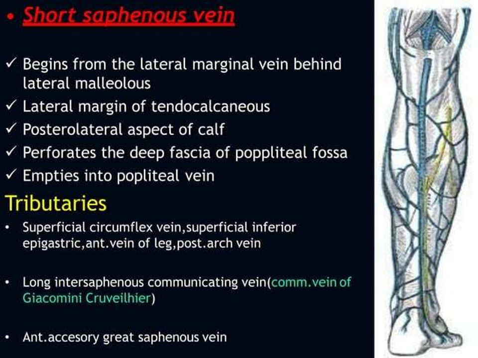 short saphenous vein.png