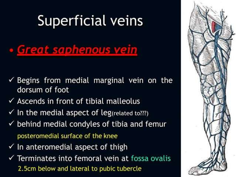 superficial veins.png