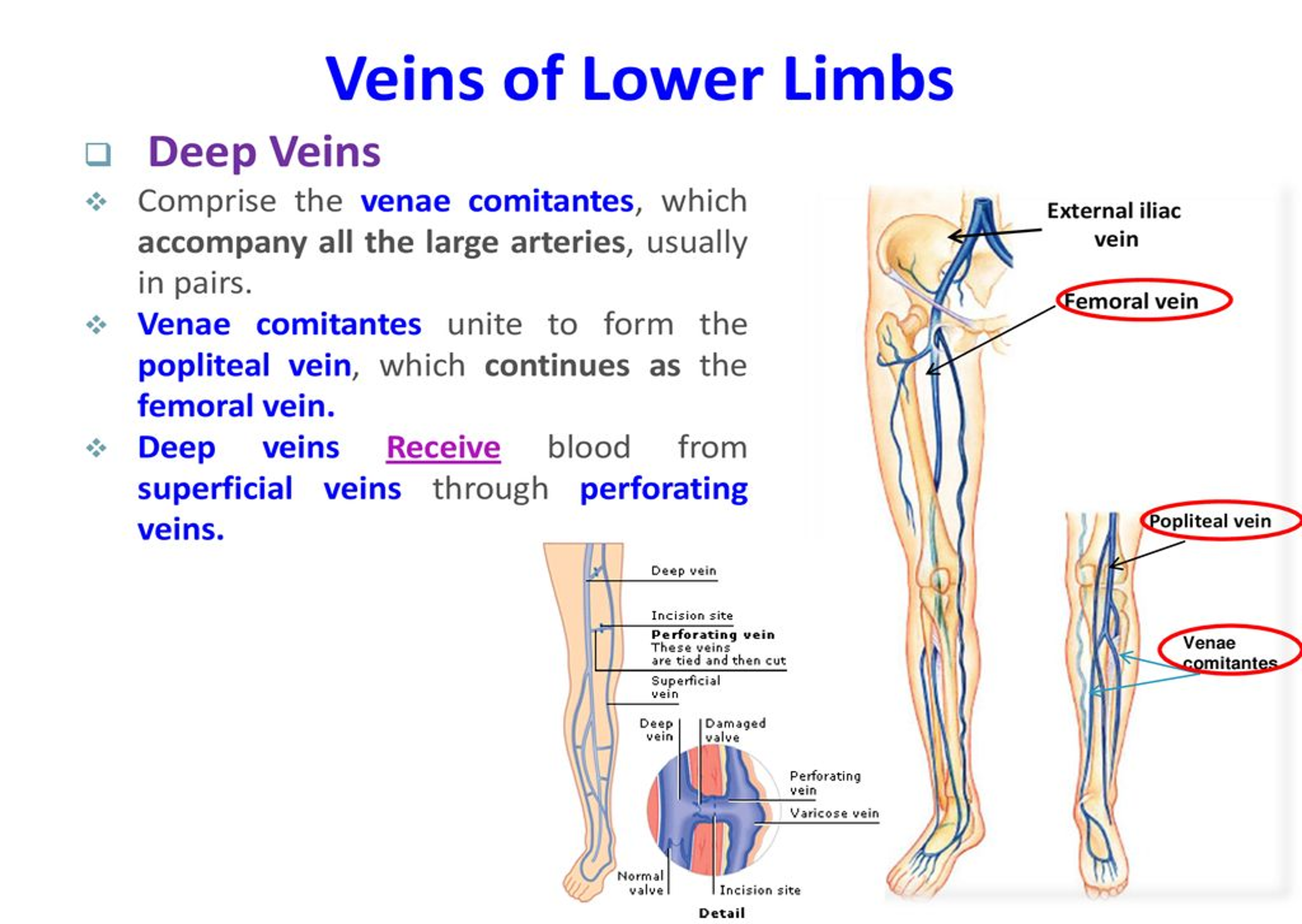 veins of lower limbs.png