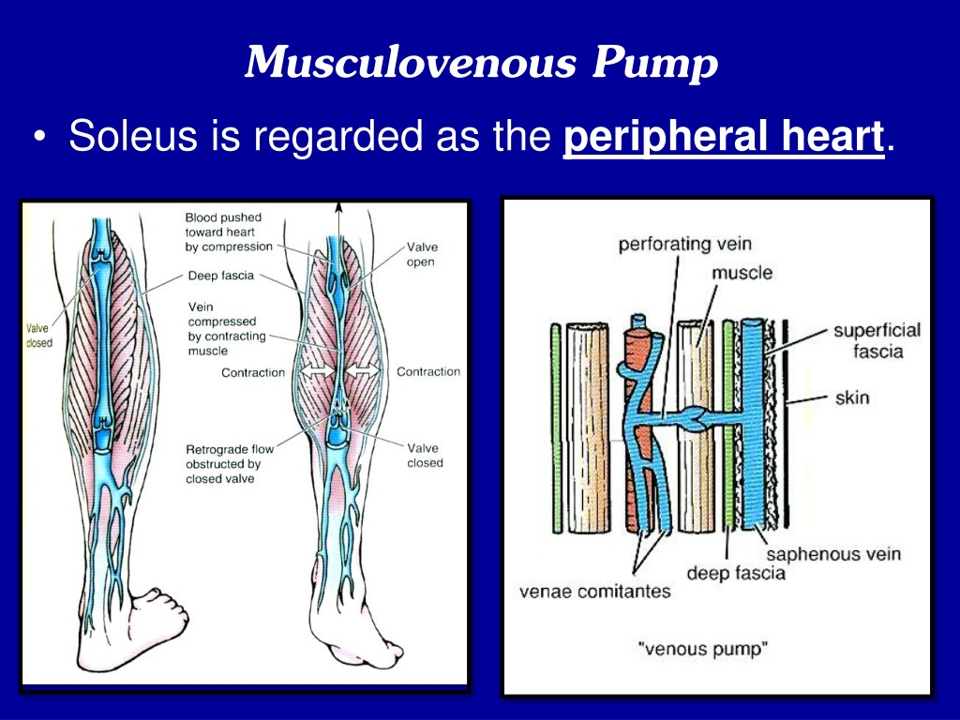 musculovenous pump.png