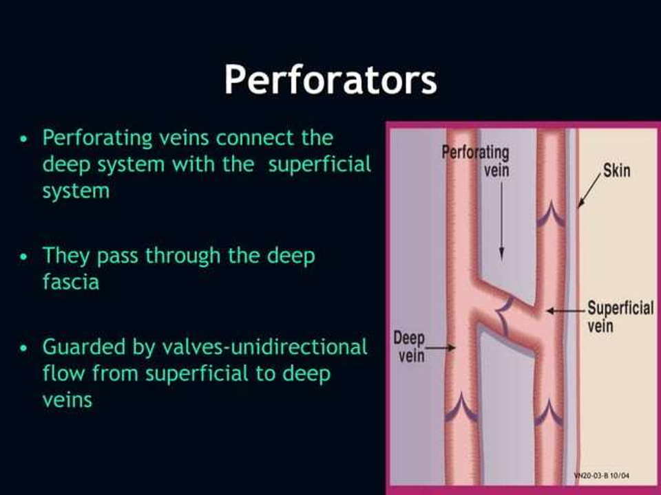 perforators.png