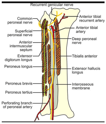 LOWER LIMB (R & Q) Picture 1.png