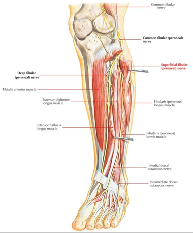 LOWER LIMB (R & Q) Picture 2.png