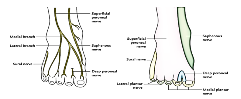 LOWER LIMB (R & Q) Picture 3.png