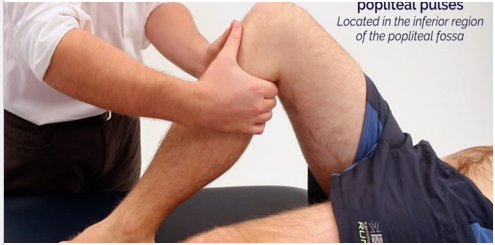 LOWER LIMB (R & Q) Picture 4.1.png
