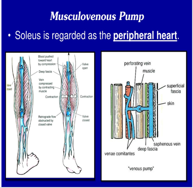 LOWER LIMB (R & Q) Picture 7.png