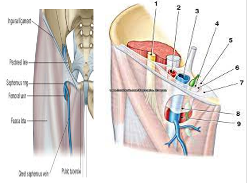 LOWER LIMB (R & Q) Picture 8.png