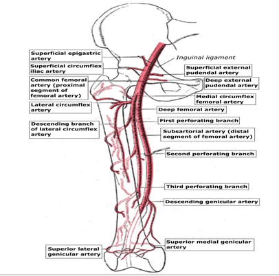 LOWER LIMB (R & Q) Picture 9.png