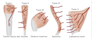 LOWER LIMB (R & Q) Picture 10.png